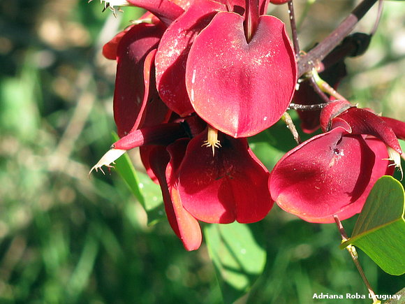 flor de ceibo