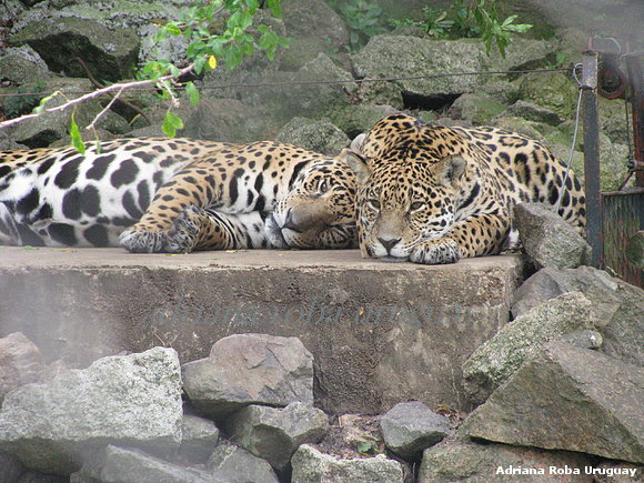 jaguares americanos.