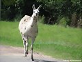 una simp&agrave;tica llama