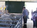 ganado ovino