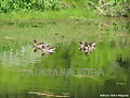 patos silvestres llegaron a casa