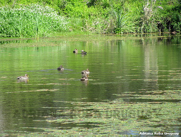 patos silvestres