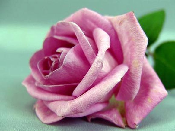 una rosa para ti
