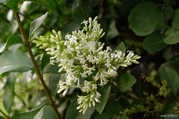 La flor de la truena