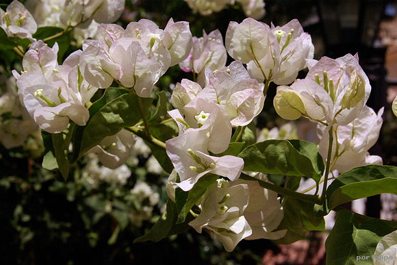 Bouganvilla blanca