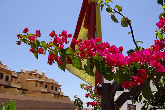 Boungavilla rosa
