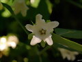 La flor del miraguano