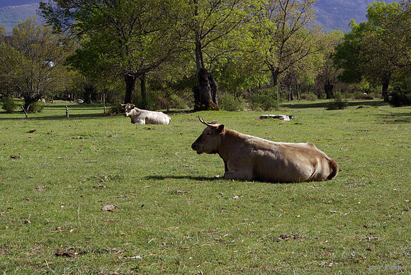 Vacas en una dehesa abulense