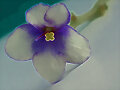 Violeta africana (Violeta saintpaulia)
