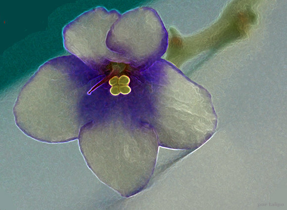 Violeta africana (Violeta saintpaulia)