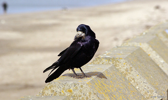 Cuervo común (Corvus corax)
