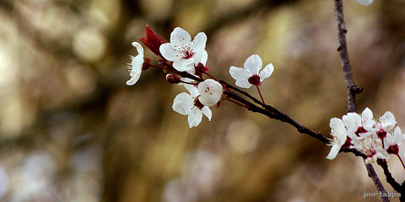 Ciruelo pisardi en flor