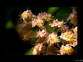 La flor del casta&ntilde;o de Indias