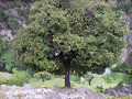 Encina (Quercus ilex)...en horizontal.