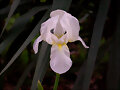 Lirio (Iris sp.)