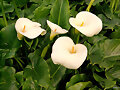 Calas (Zantedeschia aethiopica)