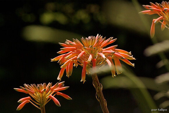 Las flores del aloe (Aloe Vera)