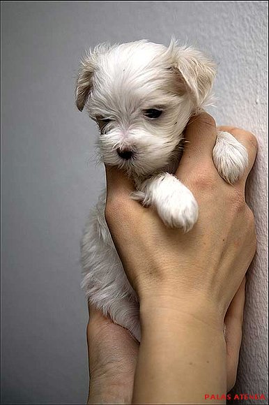 BICHON MALTES