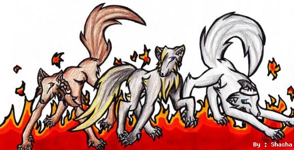 White Fire wolves