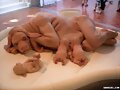 Los primeros embriones h&iacute;bridos humano-animal