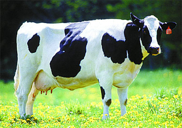 Mi futura vaca lechera ¬¬