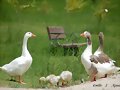 familia de gansos