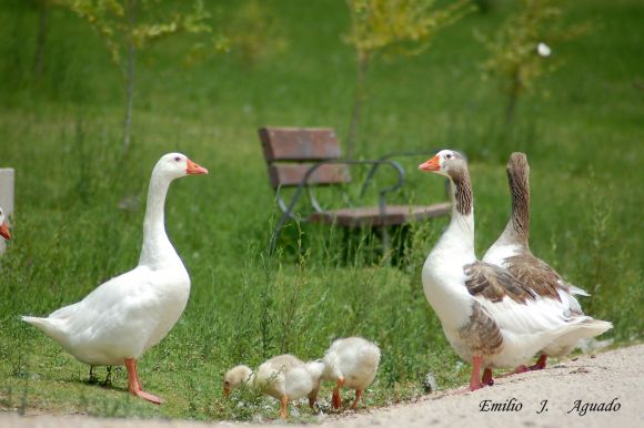 familia de gansos
