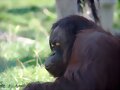orangutan pensante