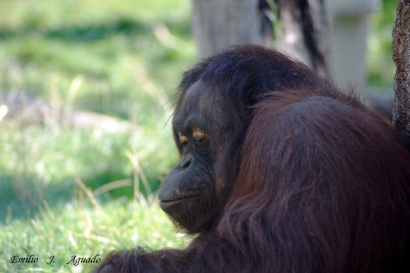 orangutan pensante