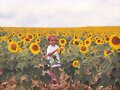 CAMPO DE GIRASOLES