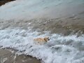 Mi perra Sula en el Cabo Salinas