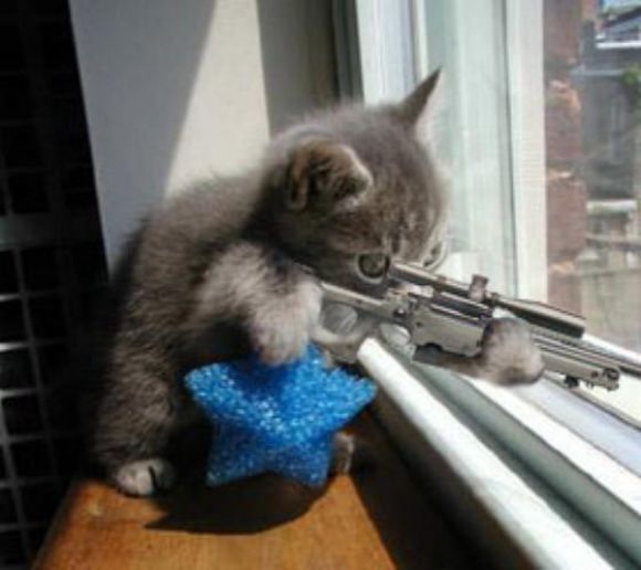Gato francotirador