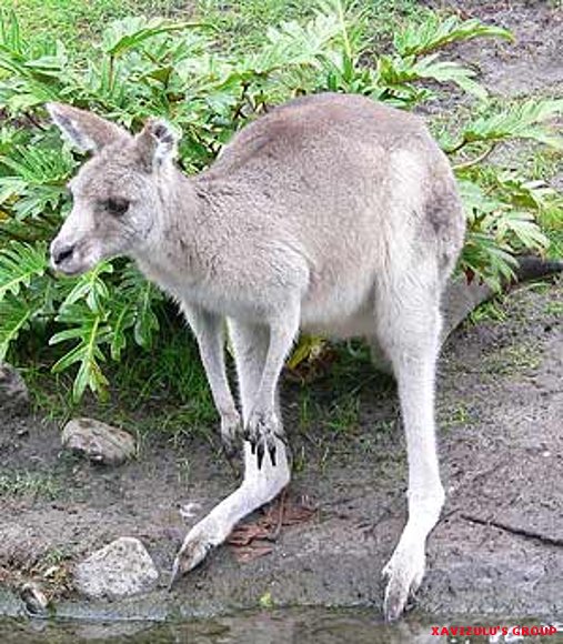 Australia sacrificará a los canguros que protege P