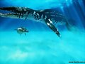 Liopleurodon Ferox - El terror de los mares