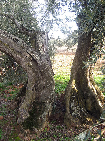 Y esto el tronco de una oliva