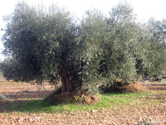 Y esto, un oliva