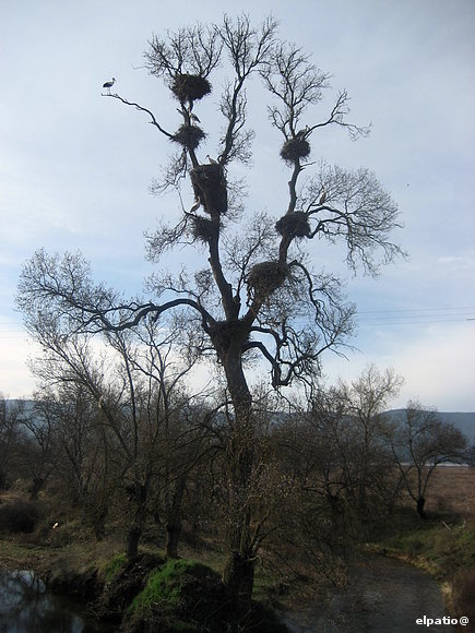El árbol y sus nidos