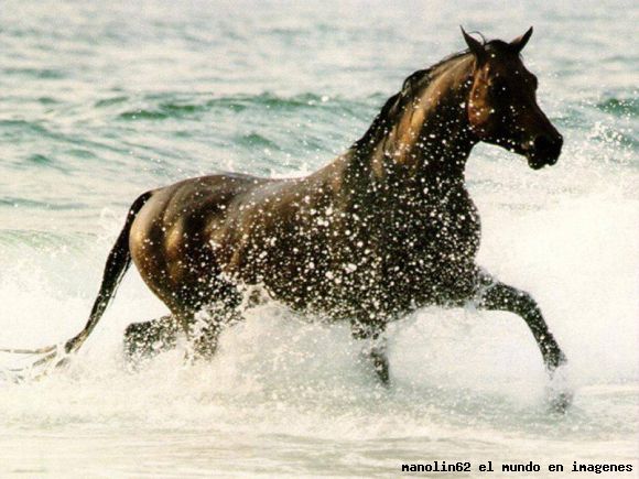 paisajes caballo corriendo por la playa