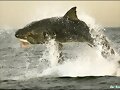 tiburon-ataca-foca