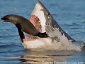 tiburon-foca