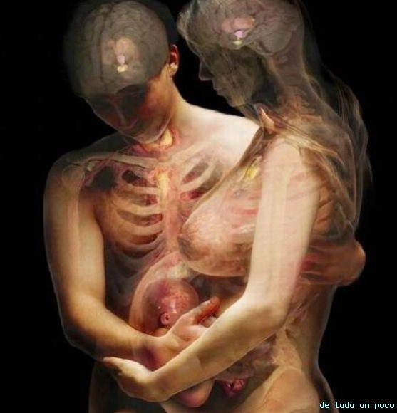 el cuerpo humano traslucidos