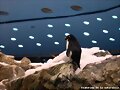 Pinguinos en las islas