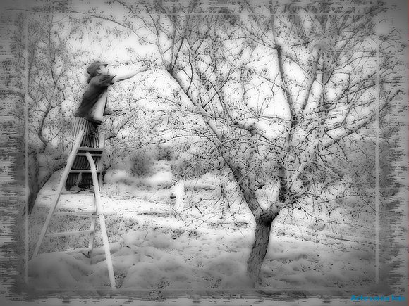 Bareando almendros...