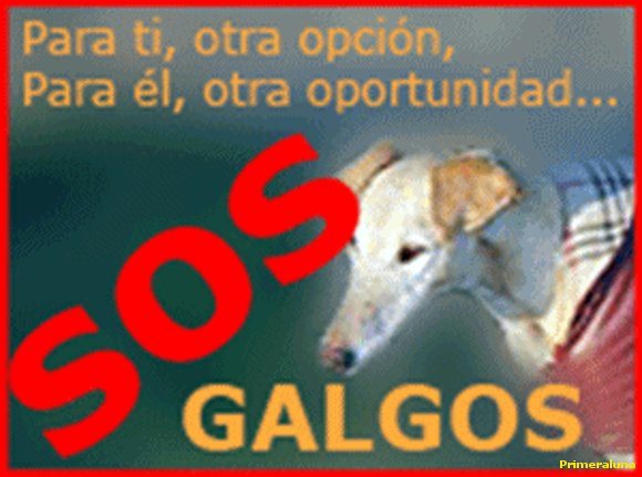 DIA DE LOS GALGOS