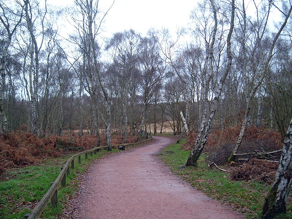 Sherwood forest