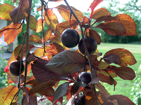 CIRUELAS  NEGRAS