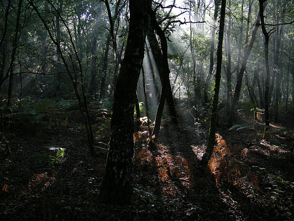 CARBALLEIRA