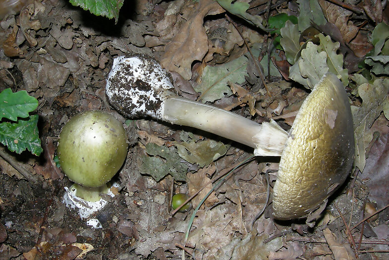AMANITA PHALLOIDES