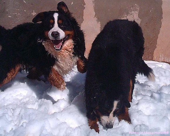 MIRAD COMO DISFRUTABA VARÓN CON LA NIEVE...Y PRINZ