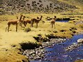 Camelidos de Los Andes